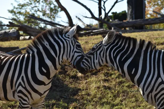 SlotsVentura Casino Podrška